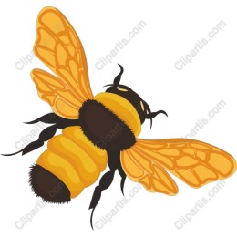 Bee - Bumblebee