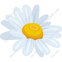 Charming Daisy
