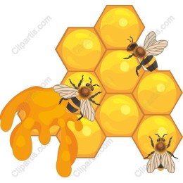 Honeycomb and Bee