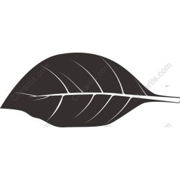 Elegant Black Leaf