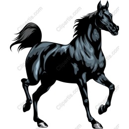 Majestic Black Horse