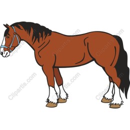 Majestic Brown Horse
