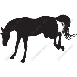 Elegant Black Horse