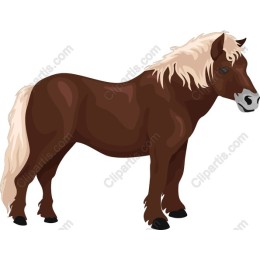Charming Brown Pony