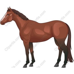 Majestic Brown Horse