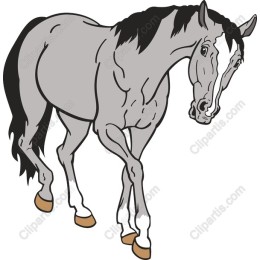 Elegant Grey Horse
