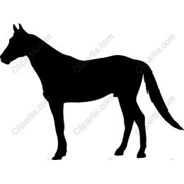 Elegant Dog