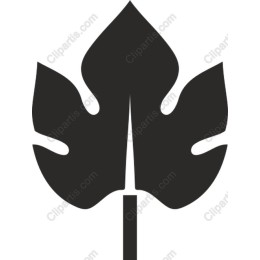 Monstera Leaf
