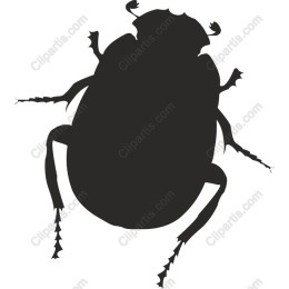 Beetle