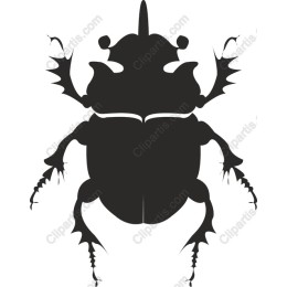 Elegant Beetle