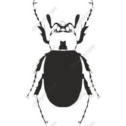 Elegant Beetle