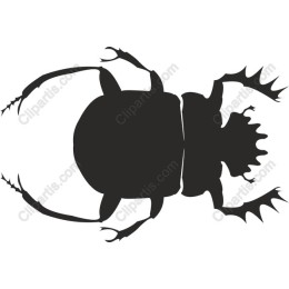 Elegant Beetle