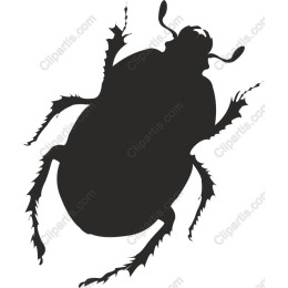 Beetle
