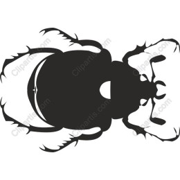 Majestic Beetle