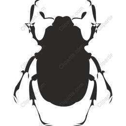 Elegant Beetle