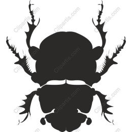 Intricate Beetle