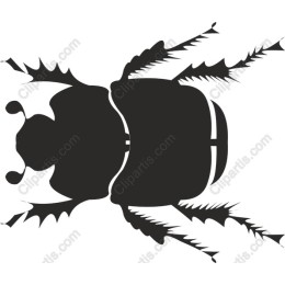 Elegant Beetle