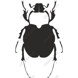 Elegant Beetle
