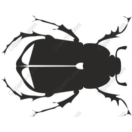 Black Beetle