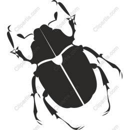 Beetle