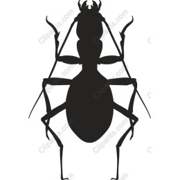 Ant