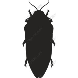 Cockroach