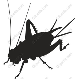 Cricket