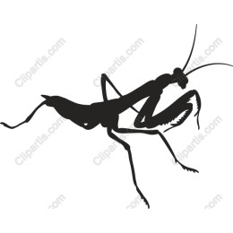 Mantis
