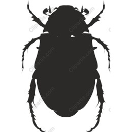  Beetle Image