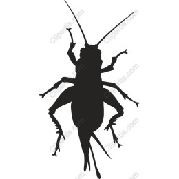 Cricket in and