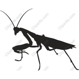 Praying Mantis
