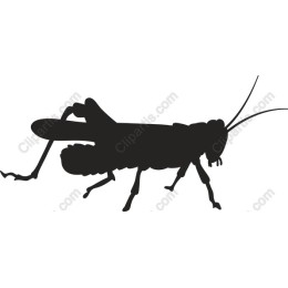  Grasshopper