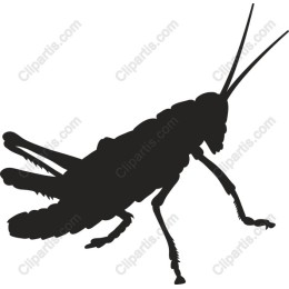 Grasshopper