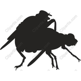 Stylish Insect