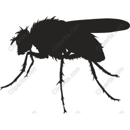 Realistic Fly
