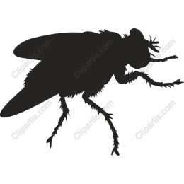 Premium Fly