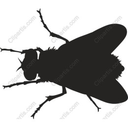 Elegant Fly