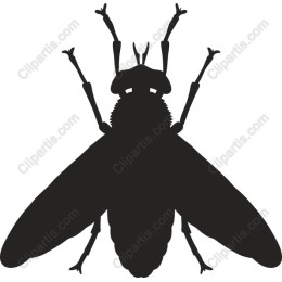  Fly