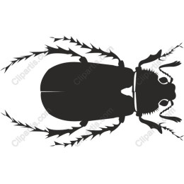 Black Beetle