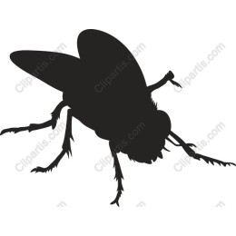 Fly