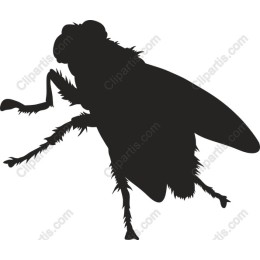  Fly