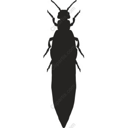 Insect