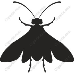 Elegant Moth