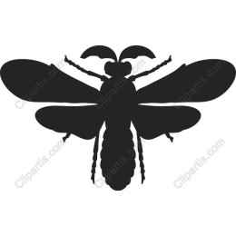 Elegant Bee