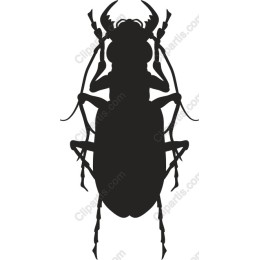 Beetle
