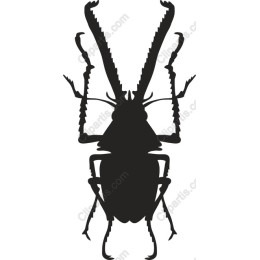 Majestic Beetle