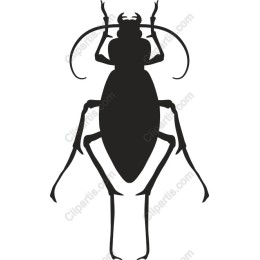 Aphid