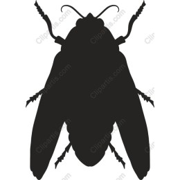 Moth
