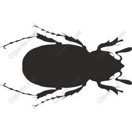 Beetle