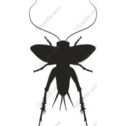 Cicada